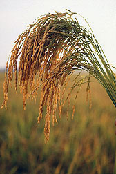 Photograph of rice seed head