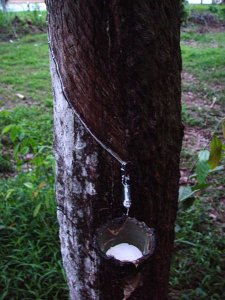 Photograph of rubber tree being tapped for latex